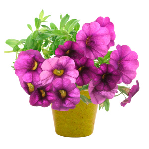 PETUNIA