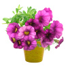 PETUNIA